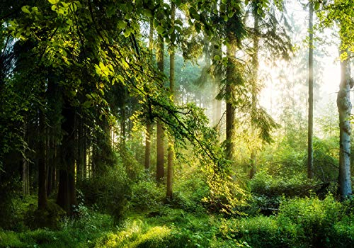 wandmotiv24 Fototapete Wald Wiese Bäume, XL 350 x 245 cm - 7 Teile, Wanddeko, Wandbild, Wandtapete, Grün, Baum, Natur M5673