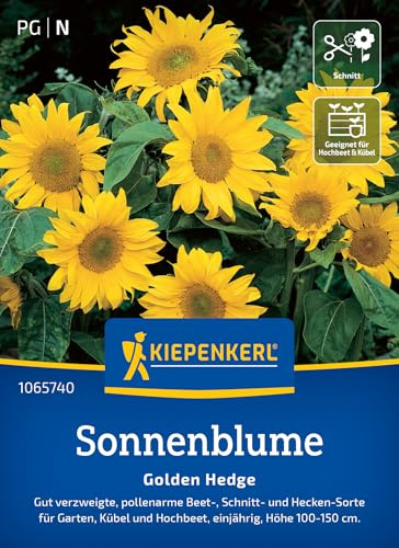 Kiepenkerl Sonnenblumensamen Golden Hedge 1065740 - Pollenarm & ideal für Allergiker - reich verzweigte üppige Blüten - Wildblumensamen, Blumenwiese, Saatgut