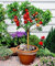 Semillas y granjas 25 semillas del árbol frutal enano melocotón Interior/Exterior
