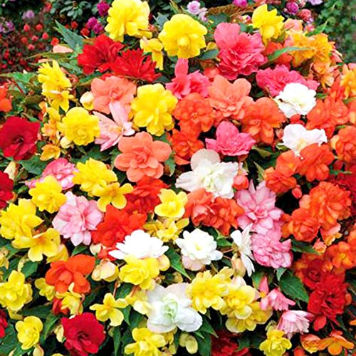 Easy Plants 4 Colourful Flowers Begonia Florencio Mix of Colours Great Value in 9cm Pot Perennial Garden Plant