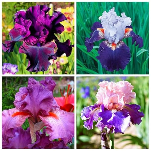 Iris bulb, perennial, garden decoration, bearded iris-5 Bulbs,E : Package Contains seeds