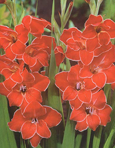 10 Zwerg Gladiolen Atom Blumenzwiebeln (Blumenzwiebeln)