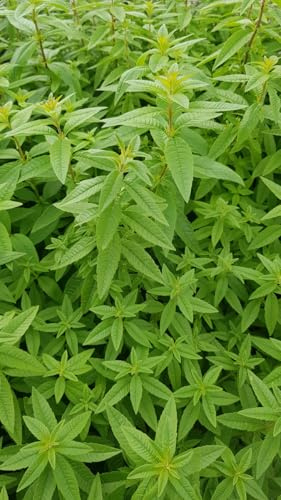 Aloysia citriodora/Verveine citronnelle/Godet/Aromatique/Eloigne les moustiques