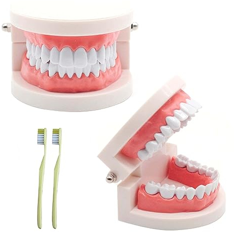 2 Stück Zahnmodell mit 2 Stück Zahnbürste, Kinder Zahn Modell, Zahnmodell Dentalmodell, PVC Zahnpflege Modell für Zahnunterricht oder Mundpflege, zum Zahnkliniken