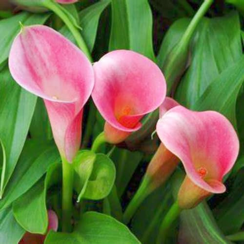 Calla Lily Bulbs-Calla Lily Bulbs UK Calla Lily Plant Calla Lily Bulbs for Planting Now UK,Wedding Flowers,Garden Flowers,Plant Bulbs,Hardy Perennial-2bulbs-c