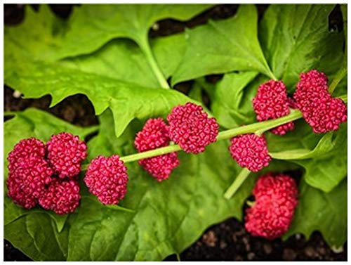 PREMIER SEEDS DIRECT - Strawberry Spinach - CHENOPODIUM CAPITATUM - 1 GRAM Approx 1200 Seeds