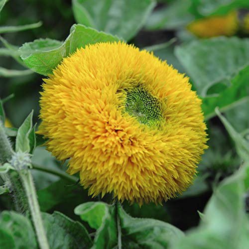 Sunflower Seeds 'Teddy Bear' Helianthus annuus Hardy Annual Summer Flowering Garden Plants Easy to Grow Your Own Unique Flowers 1 Packet of 40 Sunflower Seeds by Thompson and Morgan