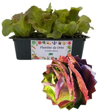 P. Piantine da Orto | Lattuga 4 Stagioni, Kit 9 Piantine, Pianta Pronta per il Trapianto, Pianta Vera da Orto, da Balcone e da Esterno, Vivaio Italiano
