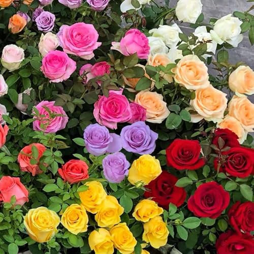 Lot de 1000 graines de roses colorées - Sans épines, résistantes à l'hiver, plantations toutes saisons, idéales pour le jardin, le balcon et l'intérieur (500 CVC)