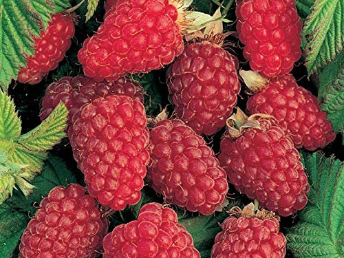 Lampone Rosso RIFIORENTE 1 PIANTA Piante da FRUTTO