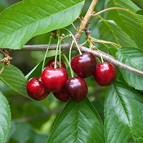 Obstbaum Kirsche Kirschbaum Busch Form Kirsche rot süß Regina - hochwertige Baumschul Qualität direkt vom Fachhändler …