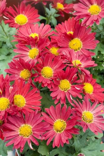 Chrysanthemum zawadskii 'Duchess of Edinburgh' 9x9 cm Topf – Winterhart, Mehrjährig, Pflegeleicht – Chrysantheme – Staude für Beet & Rabatte