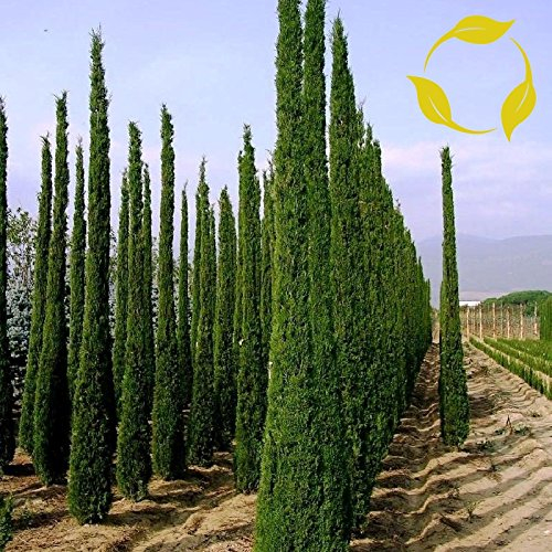 ITALIAN CYPRESS Mittelmeer-Zypresse Stricta SEEDS