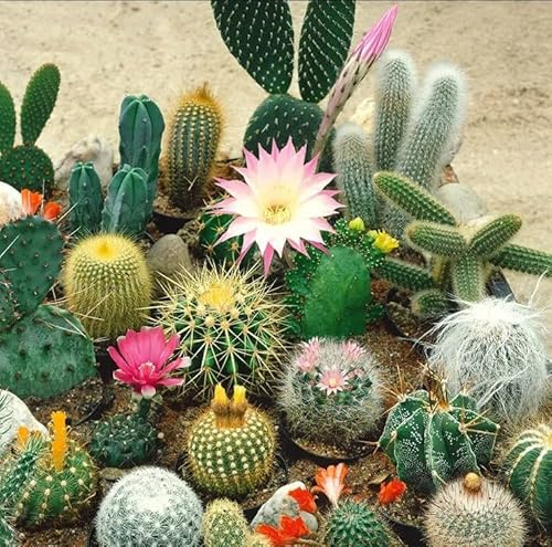 Miscuglio di Semi di Cactus, Piante Grasse, Mix di Varietà, 50 semi, cactacee seeds