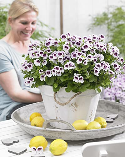 Plant in a Box - Pelargonium 'Orange Fizz', 'Pink Capitatum', 'Lizzy' - Plante anti-moustique - Géranium - Set de 6 - Pot 10,5cm - Hauteur 15-25cm