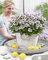 Plant in a Box - Pelargonium 'Orange Fizz', 'Pink Capitatum', 'Lizzy' - Anti-Moskito-Pflanze - Geranium - Satze von 6 - Topf 10,5cm - Höhe 15-25cm