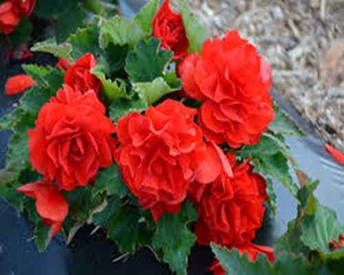 Nouvelles graines de fleurs de bégonia fraîches 100 pièces