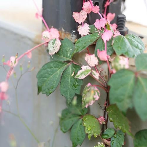 150 Pcs Wilder Wein Pflanze Winterhart Samen - Winterharte Pflanzen Für Balkon Creeper Jungfernrebe Samen, Geschenke Für Gartenfreunde Gartenpflanzen Lianen Dekoration Dschungel Steingartenpflanzen