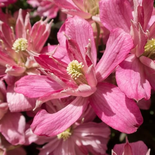 Carbeth Plants 1 x Clematis Montana Broughton Star Climbing Plant in 9cm Pot - Deep Pink Double Petal Summer Flowering Garden Ready Shrub - Deciduous Outdoor Climber for Walls, Fences or Trellis