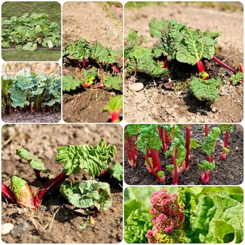 rhabarber pflanze samen, gemüsesamen pflanztopf zimmerbonsai bonsai pflanzendeko zimmerpflanze bio saatgut gartenkräuter zimmerpflanze winterfeste pflanzen für kübel hochbeet balkon 150pcs