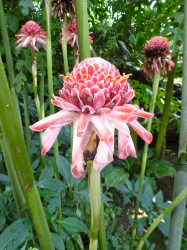 TROPICA - Rose de porcelaine (Etlingera elatior) - 10 graines- Magie tropicale