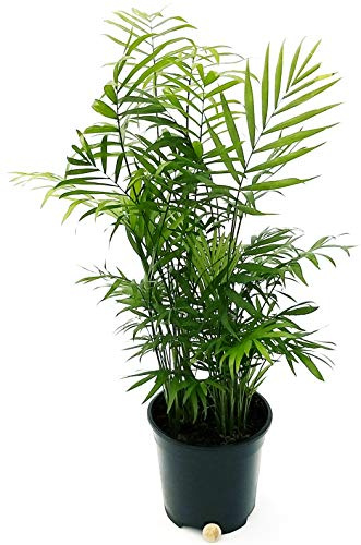 POWERS TO FLOWERS - CHAMAEDOREA ELEGANCE, PALMA PERUVIANA, vaso 17cm diametro, altezza 70cm pianta vera