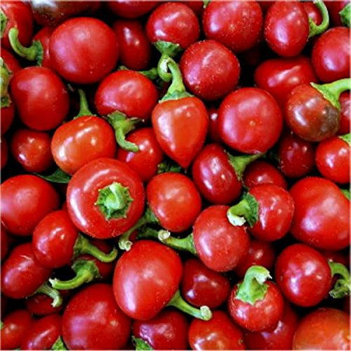 semi di PEPERONCINO TONDO CALABRESE