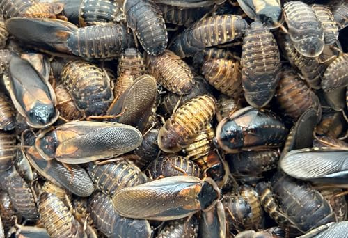Livefood UK Live Feeder Cockroach Blaptica Dubia Large size range 24-35mm Roach (Tub of 20)