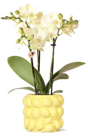 KOLIBRI Orchids,Orchidée phalaenopsis jaune – Mexique – Diamètre du pot : 9 cm,Plante d'intérieur à fleurs – Fraîcheur du producteur
