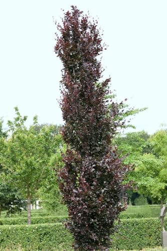 Fagus sylvatica 'Rohanii' 80-100 cm - Rotbuche, dunkelrote Blätter, ideal für Hecken und Solitärpflanzungen, winterhart und pflegeleicht