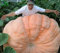Zucche giganti, semi di zucca Big Max, cimelio, non OGM, 20 semi di ortaggi e frutta Giardinaggio NO-OGM semi di cimelio impollinati aperti
