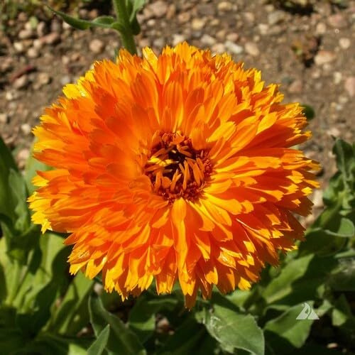 100 semi di calendula arancione