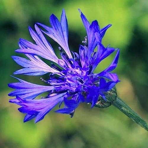 Luojuny Centaurea Cyanus-Samen, 50 Stück/Beutel, einjährige Blumensamen voller Vitalität, blaue, umweltfreundliche Centaurea Cyanus-Samen zum Pflanzen Kornblumensamen
