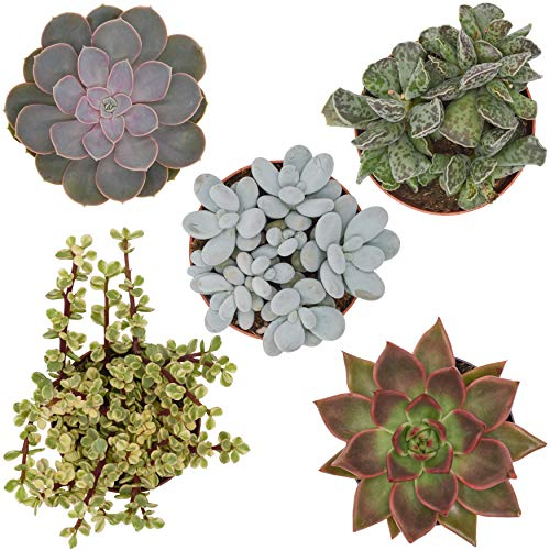 PASIORA Sukkulenten Mix im 12cm Topf, Verschiedene große Pflanzen, Geschenkset (5 Stück)