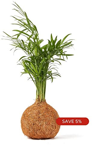 Tranquil Plants Bonsai Tree Indoor Plant with Moss Ball | Palm Kokedama House Plant Wrapped in Coco Fibre Ball | Includes Watering and Plant Guides |Gardening Gift 10 Years– 25cm High