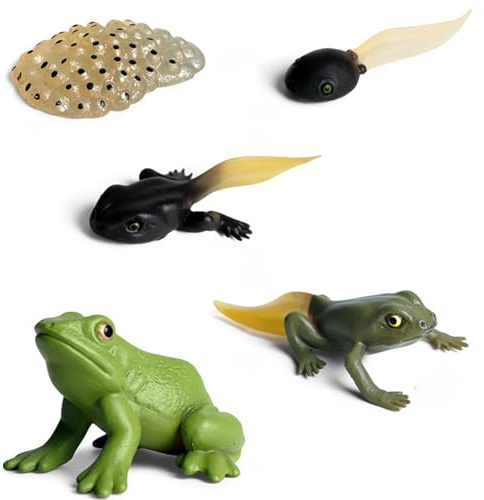 YAVQVIN Modello di rana che cresce - Set di 5 figure del ciclo di vita degli animali, giocattolo realistico a forma di falce e rana modello biologico, kit educativo per aula scientifica, giocattoli