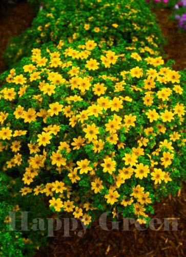 SmartMe Bur Calendula - Golden Eye - 80 semi - Bidens Aurea - Cestino sospeso Varietà