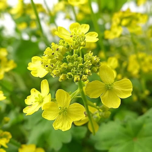 500 Graines de Moutarde Blanche