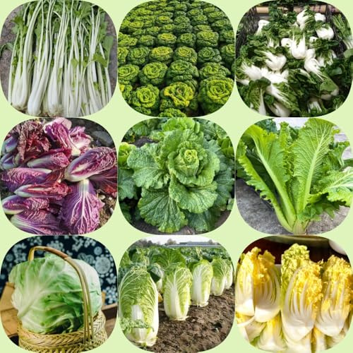 cavolo cinese, semi di pak choi, resistenti vecchie varietà di giardino sul balcone aromatiche da giardino esotico resistenti per giardini 1000pcs