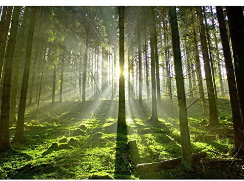 Runa Art Papel tapiz fotográfico Rayos de Sun en el bosque Moderna Lana Sala Cuarto Salón - Made in Germany - verde amarillo 9037010c