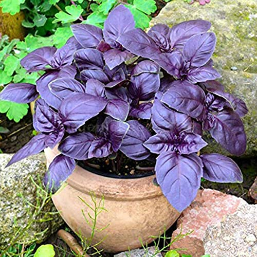 Welldales 50 Dark Opal Basil Seeds Red Purple Herb UK Garden Easy Grow Kitchen Pot Plant