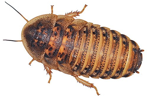 Peregrine Livefoods Feeder Cockroaches (Medium - Approx 15)