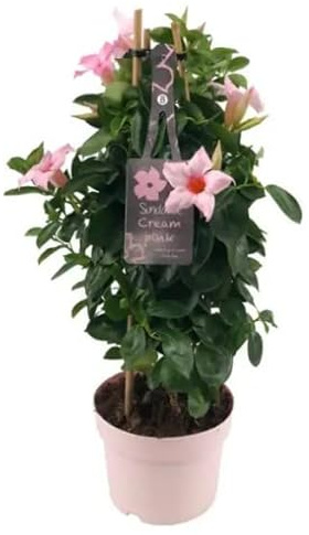 Dipladenia o Jazmín de Argentina ROSA Natural Planta Tapizante de Exterior