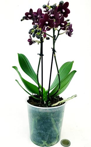 POWERS TO FLOWERS - ORCHIDEA PHALAENOPSIS NERA IN VASO CERAMICA CUORE BIANCO, Pianta Vera