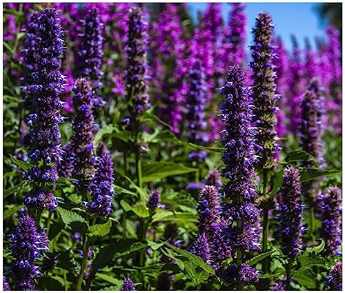 PREMIER SEEDS DIRECT -Herb Korean Mint - Agastache Rugosa - Violet - 1 gm