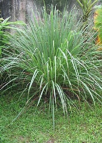 Tropica - Epices - Citronelle (Cymbopogon flexosus) - 100 Graines