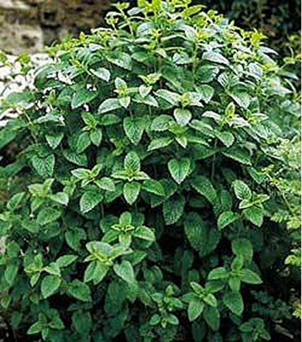 Mélisse Citronnelle - Graines Paquet De 100 Graines