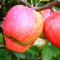 Apfelbaum Desertnoe,Apfel Sommerapfel Desertnoe veredelte Apfelbaum ca 180 cm