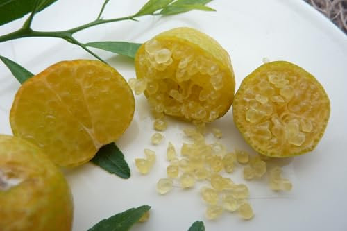 Limone Caviale Ovale – Eremorange (Citrus glauca x Citrus sinensis) – Pianta da Frutto Esotico con Polpa Verde Effetto Caviale – Agrume Raro da Collezione
