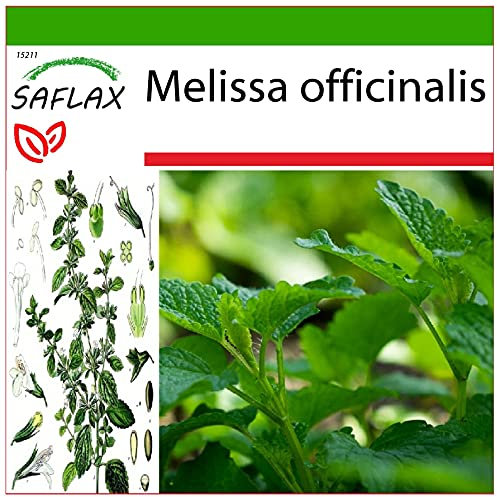 SAFLAX - Mélisse officinale - 150 graines - Avec substrat - Melissa officinalis